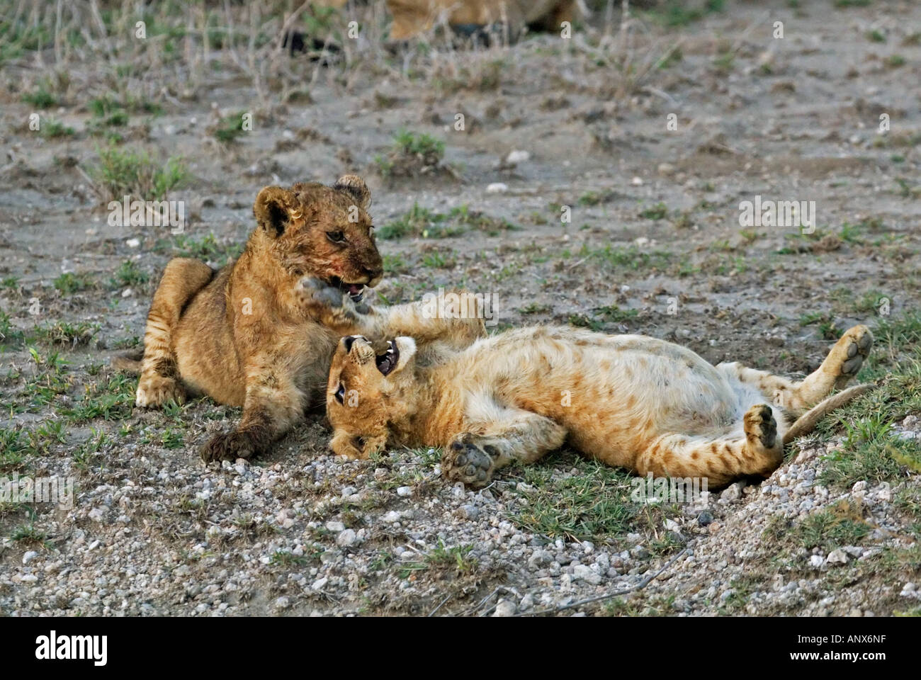 Africa, Tanzania, Lion cubs (Panthera leo Stock Photo - Alamy