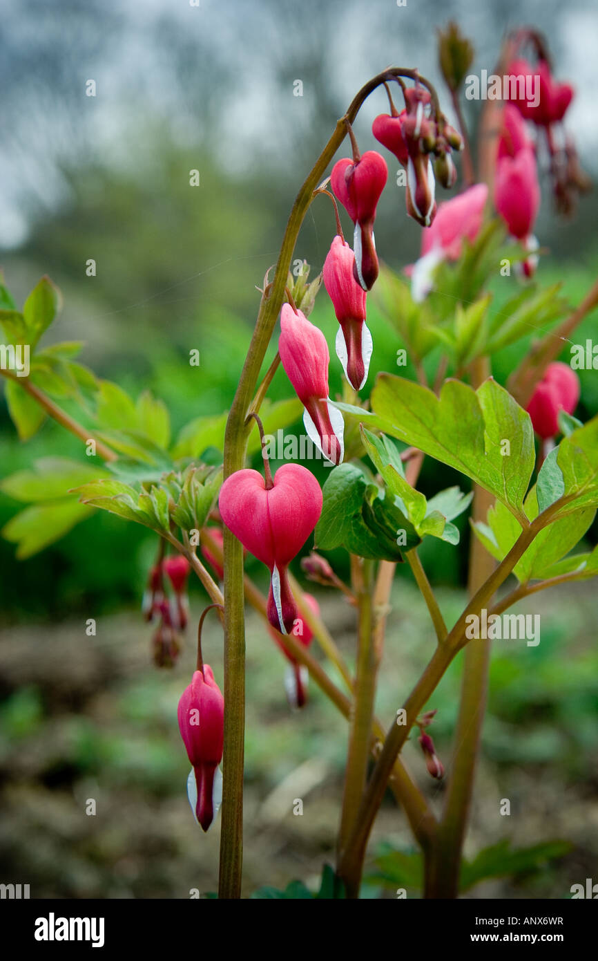 Red Bleeding Heart (Dicentra Spectablis) Stock Photo