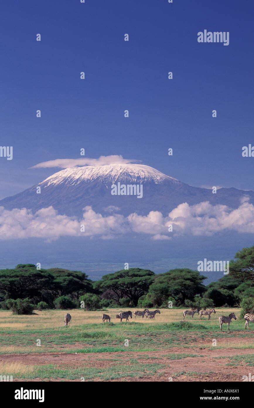 Africa, Tanzania. Mount Killimanjaro and Grant Zebras Stock Photo