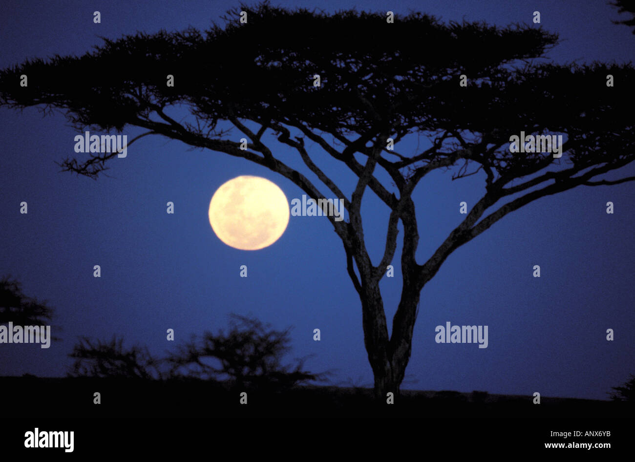 Africa, Tanzania, Tarangire. Acacia tree in moonlight Stock Photo