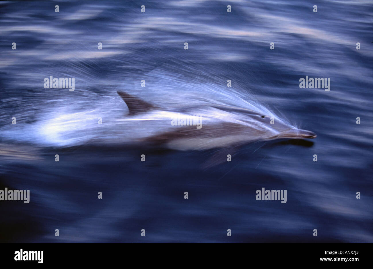 A sleek bottle nose dolphin swimming in the Sea of Cortez, Baja California, Baja Mexico, North America. Stock Photo