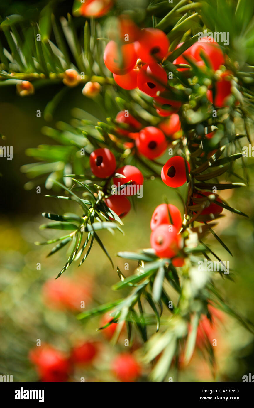 Yew tree berries Taxus baccata Stock Photo Alamy