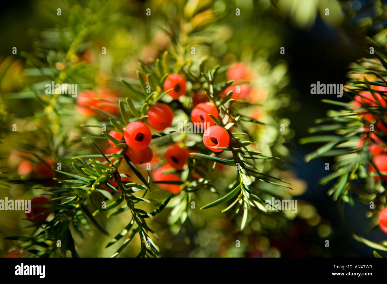 Yew tree berries Stock Photo