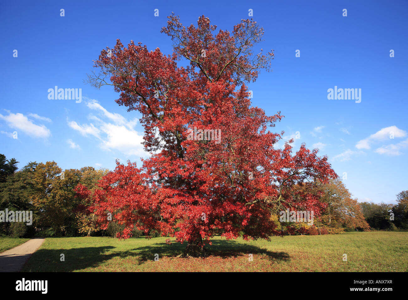scarlet oak (Quercus coccinea), Woerlitzer Anlagen, park, Schochs garden, Germany, Saxony-Anhalt Stock Photo