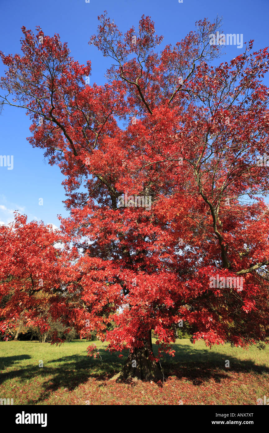 scarlet oak (Quercus coccinea), Woerlitzer Anlagen, park, Schochs garden, Germany, Saxony-Anhalt Stock Photo