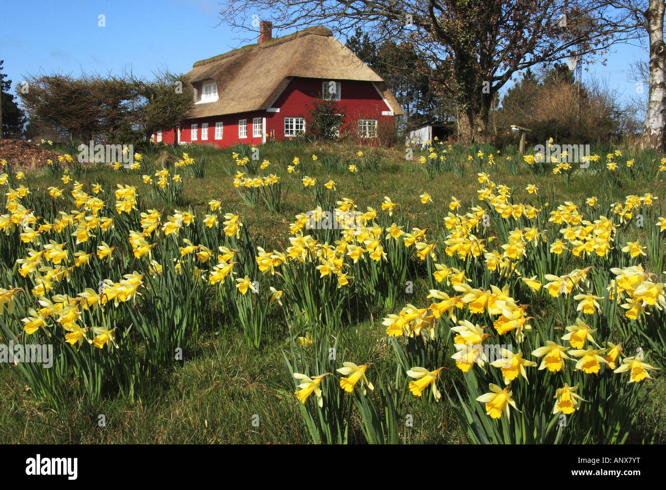 daffodil (Narcissus spec.), maedow with narcissus in front of a red house with thatched roof, Denmark, Roemoe Stock Photo