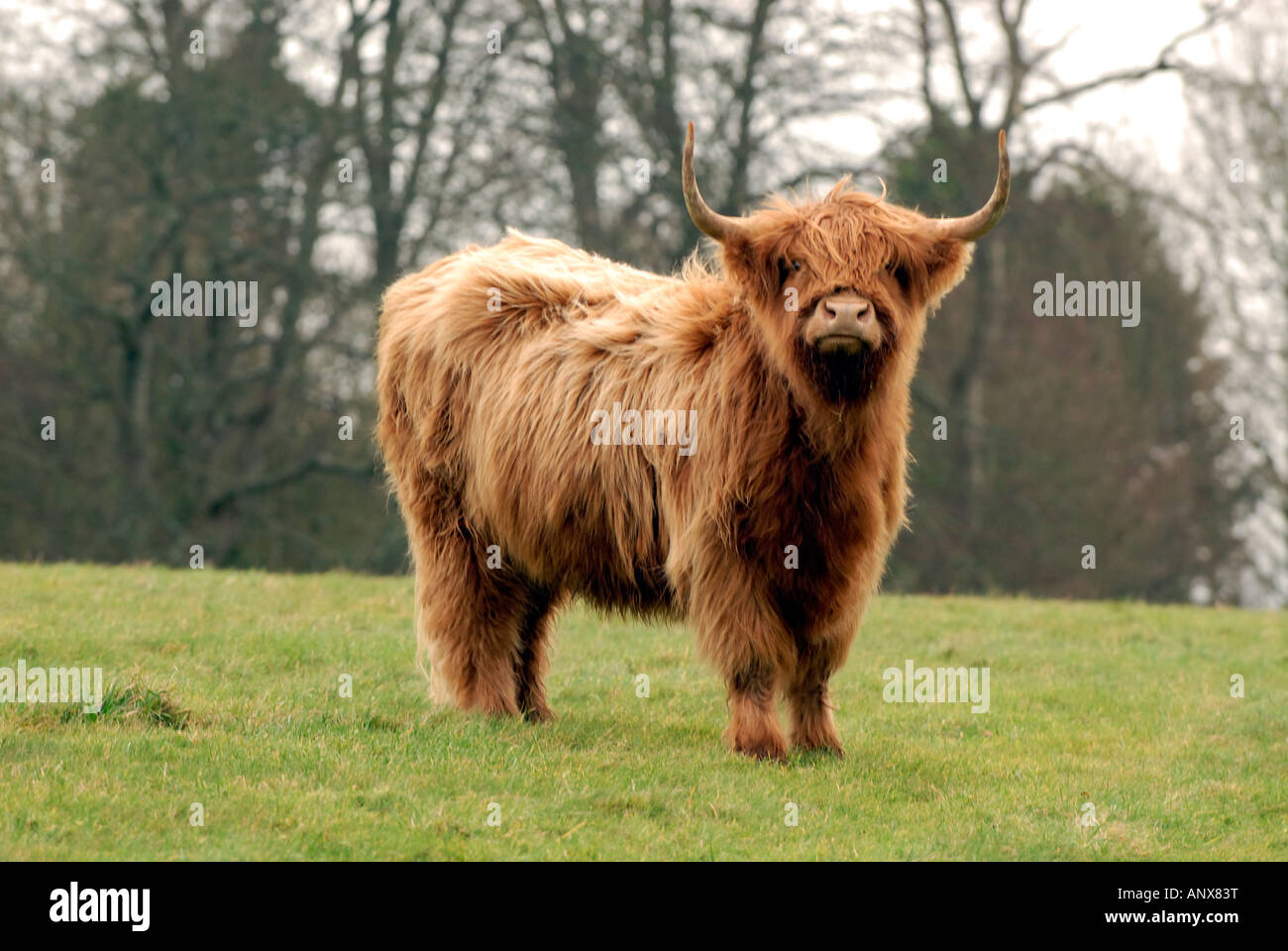 an Aberdeen angus breed Scottish beef cattle bull looking at the camera ...