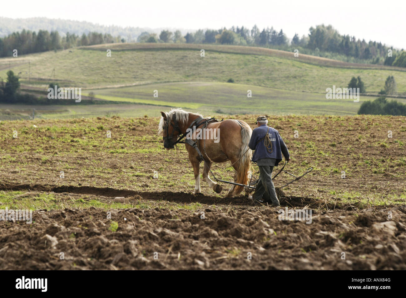 domestic horse (Equus przewalskii f. caballus), farmer works the land