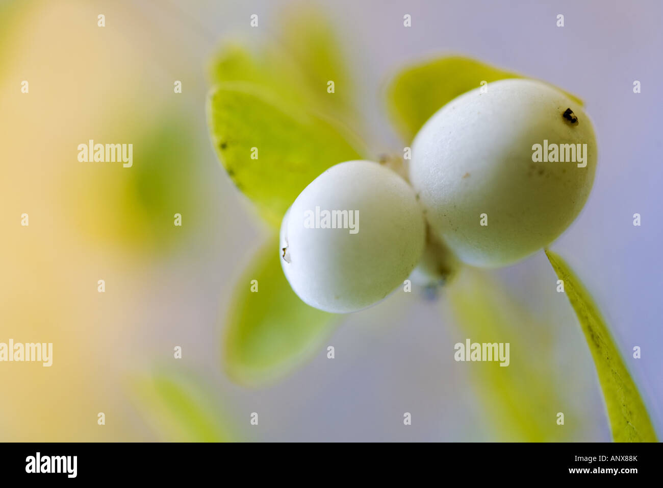 common snowberry, waxberry (Symphoricarpos albus, Symphoricarpos racemosus), fruits, Germany, Saxony Stock Photo