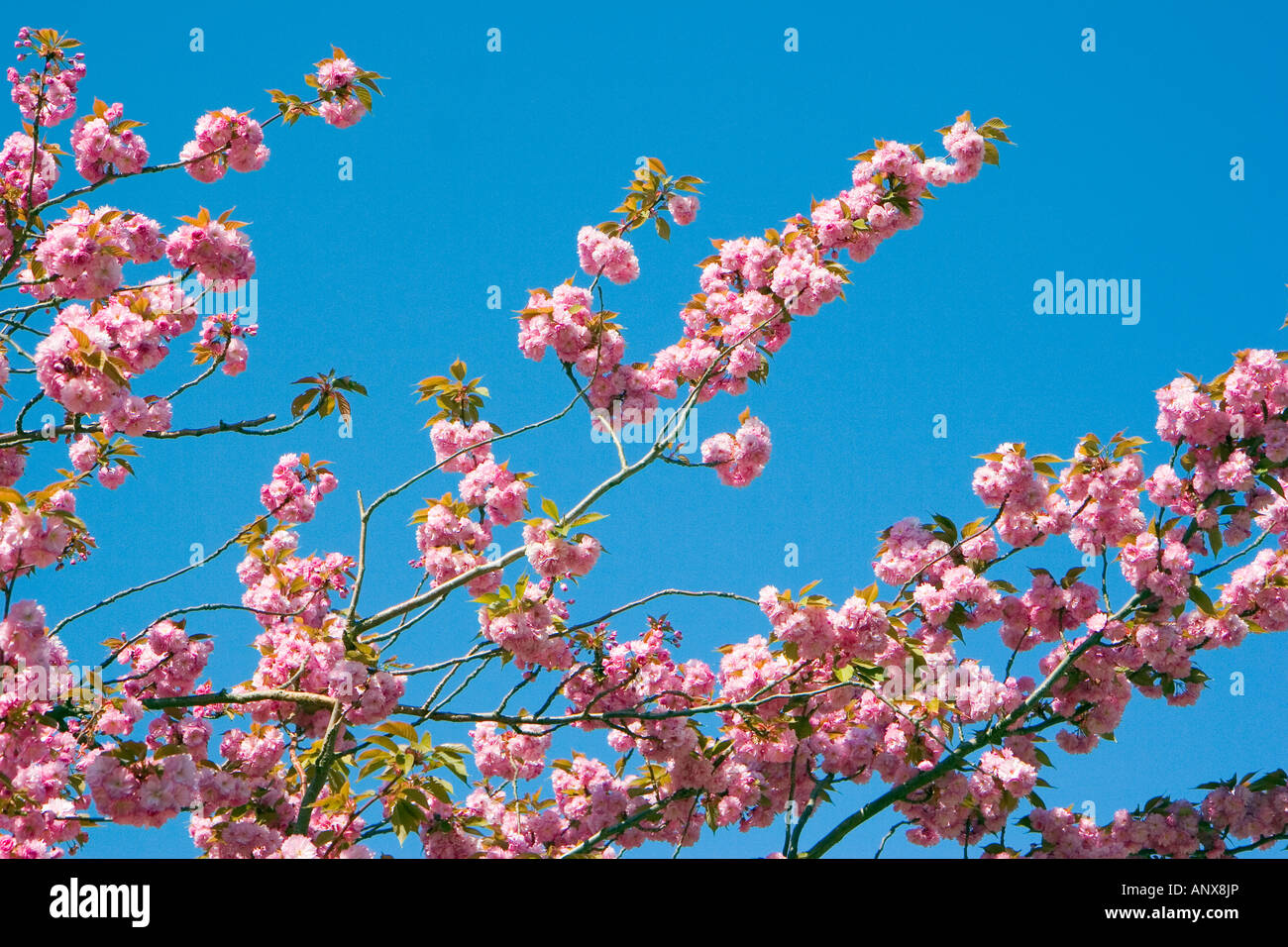 Pink Cherry Blossom against deep blue sky Stock Photo - Alamy