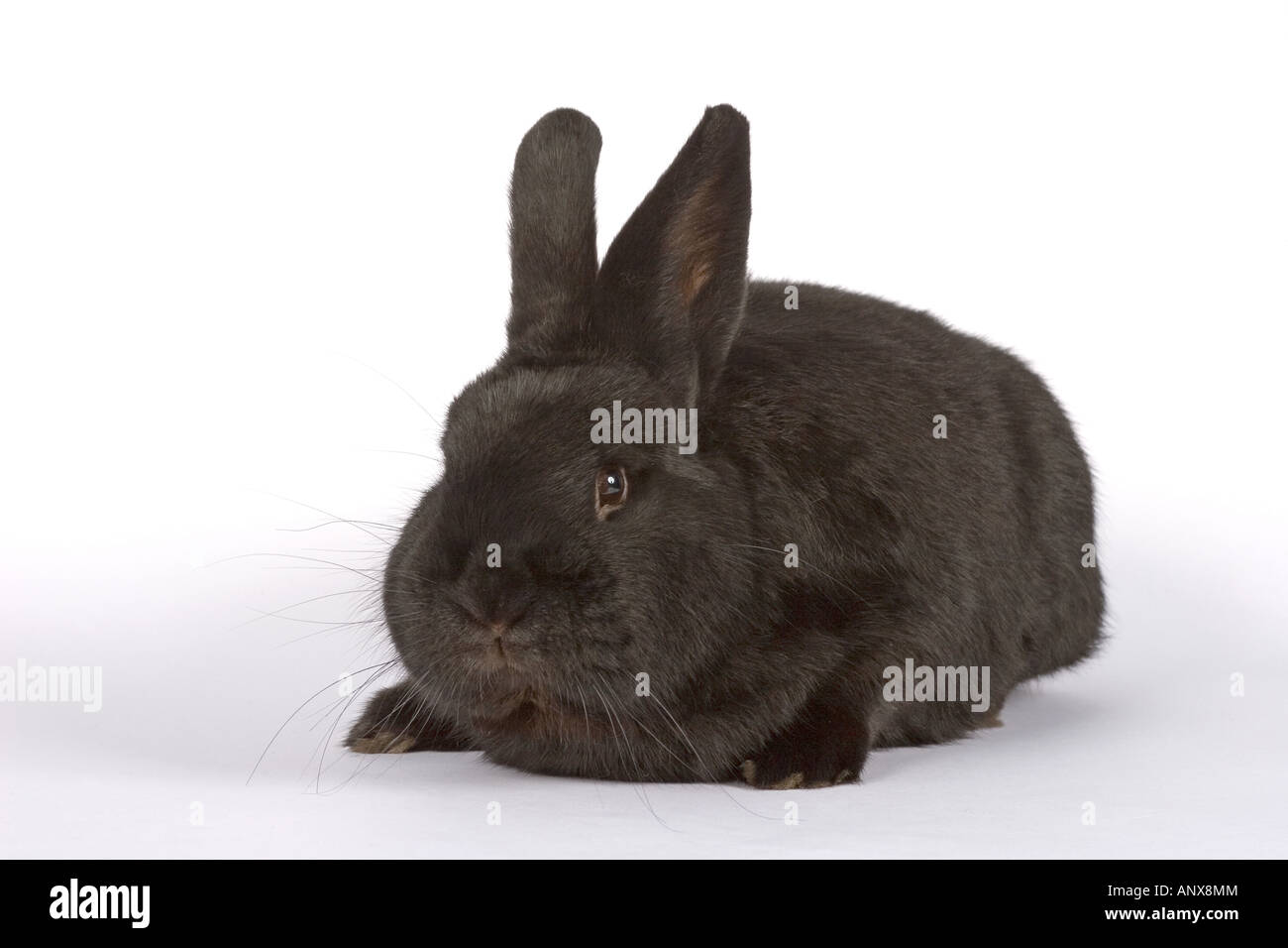 Alaska rabbits hi-res stock photography and images - Alamy