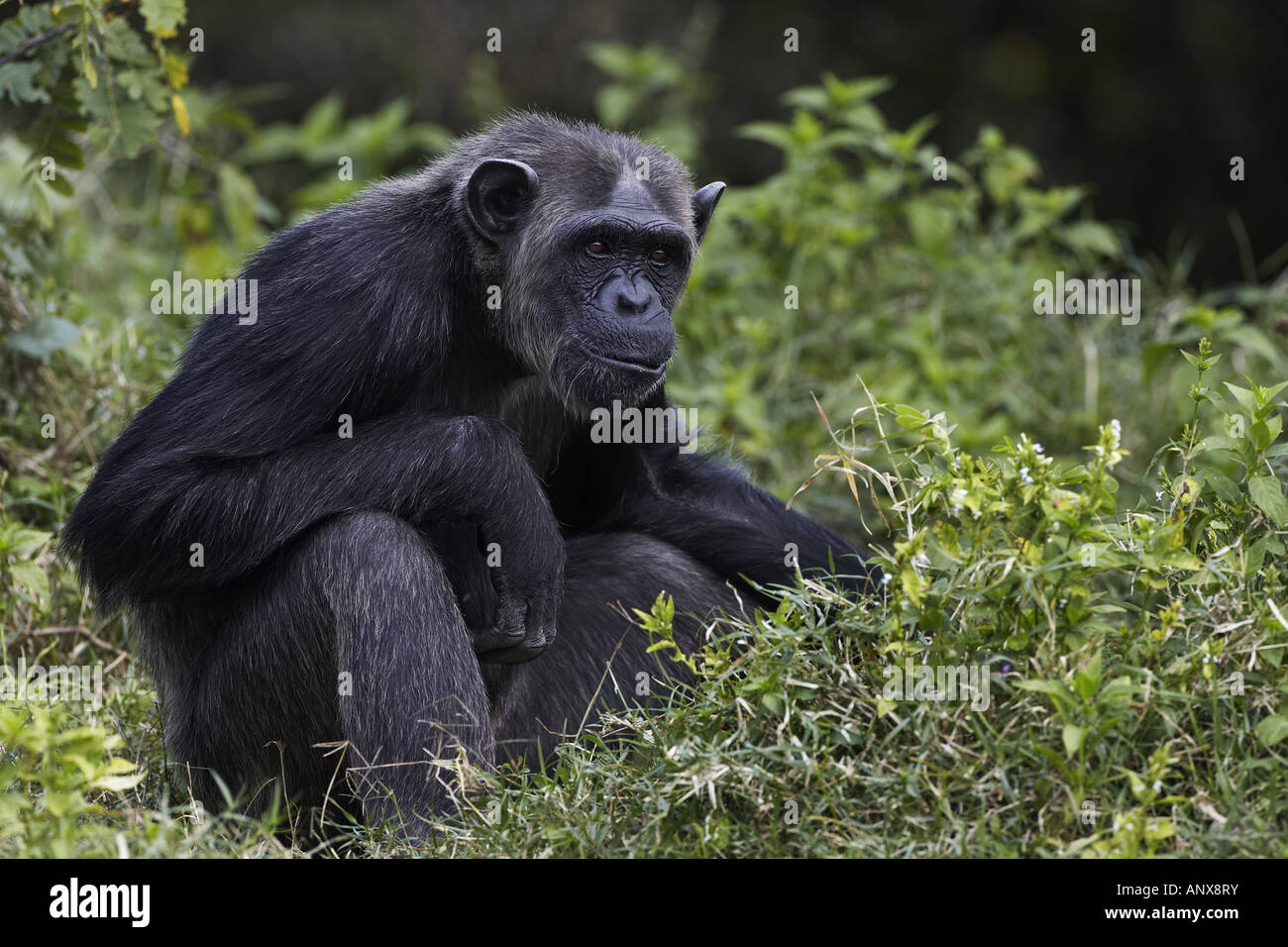 common chimpanzee (Pan troglodytes), at Ol Pejita Conservancy, Kenya, Sweetwaters Game Reserve, Nanyuki Stock Photo