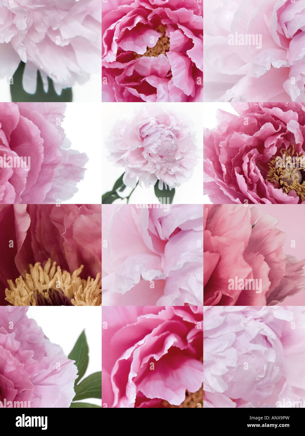 Peony flower step and repeat deign photo illustration Stock Photo