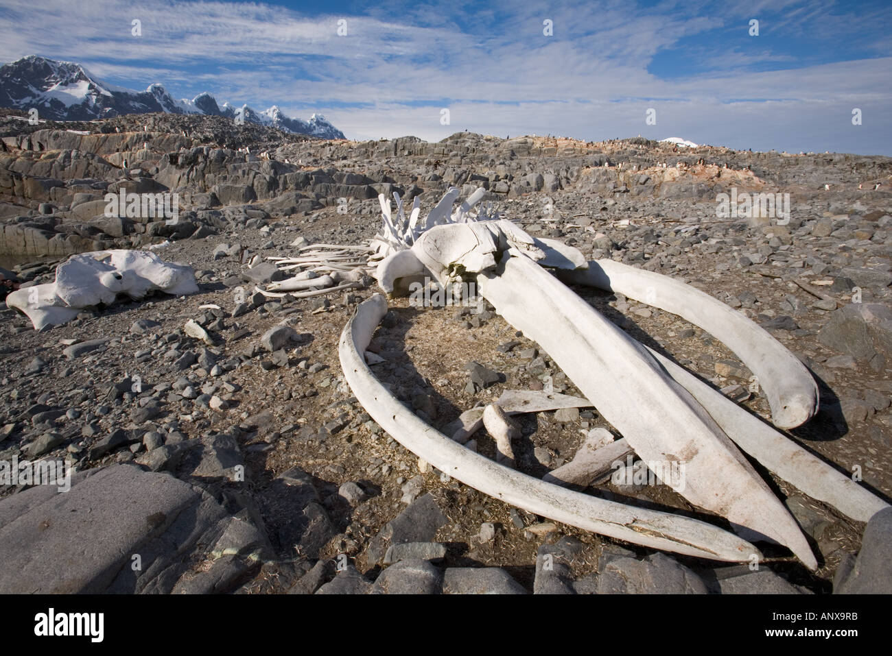 Antarctic. A blue whale skeleton Stock Photo