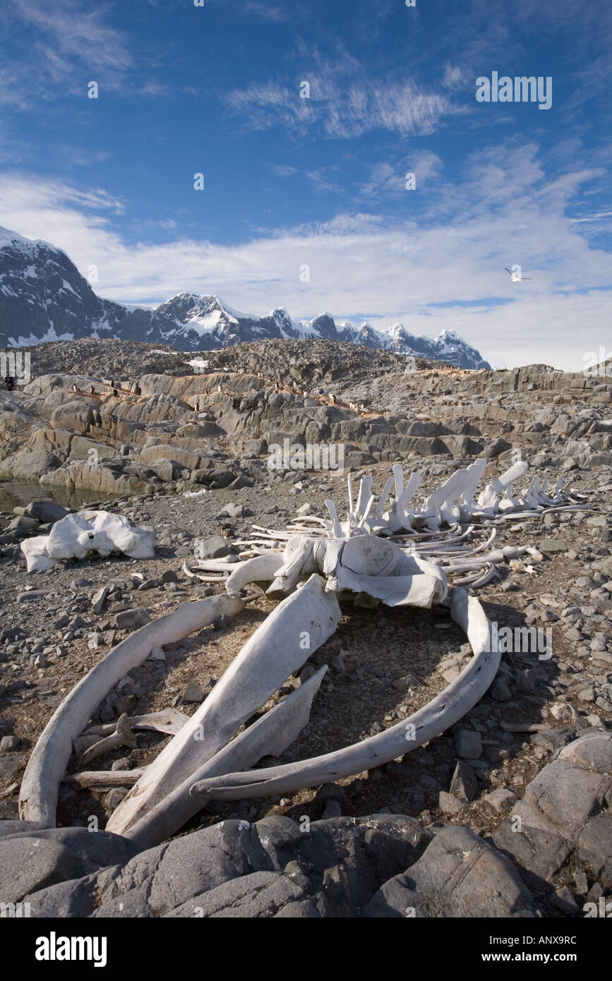 A blue whale skeleton lies on the beach near Port Lockroy, an abandoned British Antarctic Survey Base Stock Photo