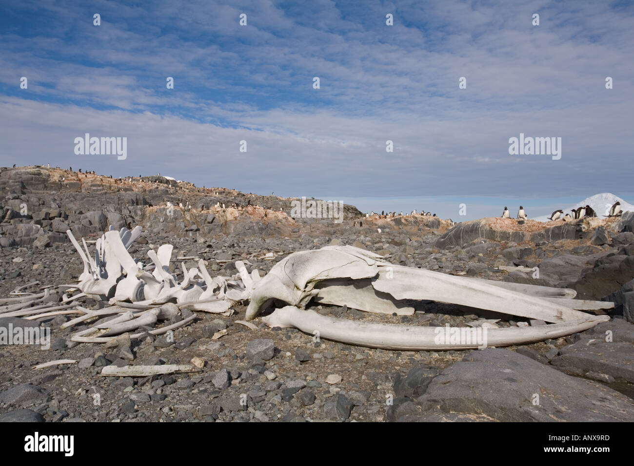 A blue whale skeleton lies on the beach near Port Lockroy, an abandoned British Antarctic Survey Base Stock Photo