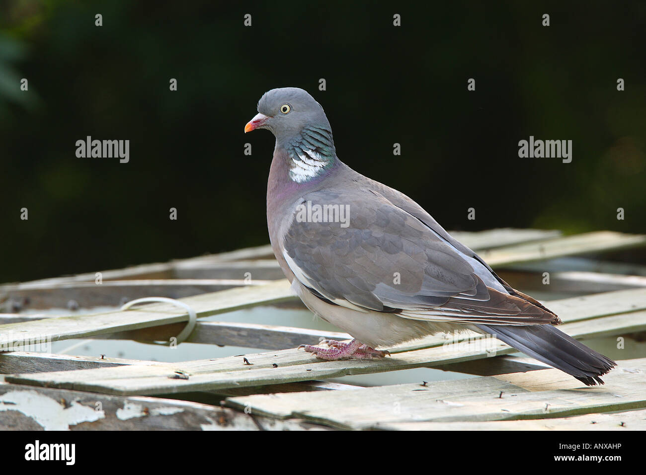 wood pigeon - standing / Columba palumbus Stock Photo