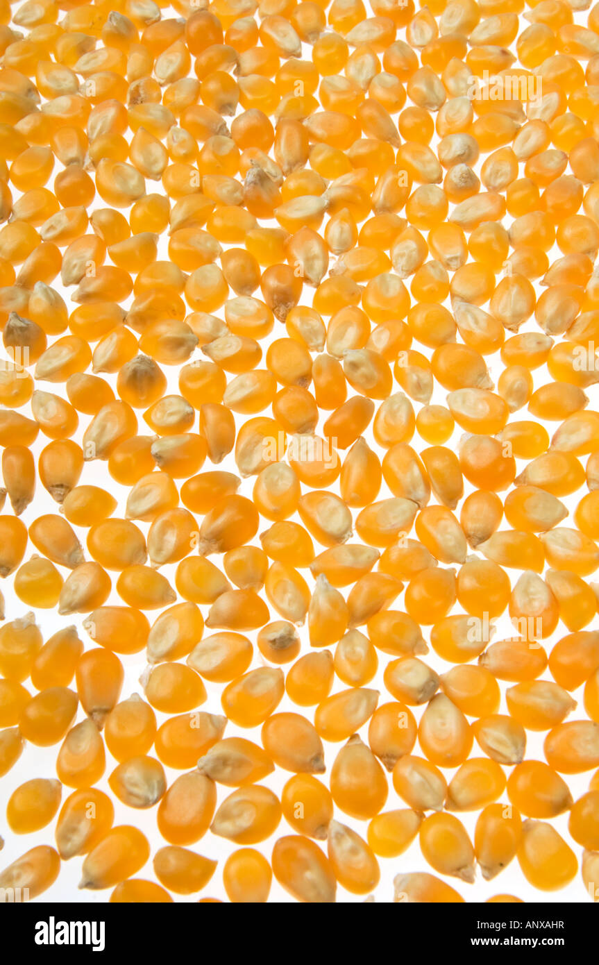 popcorn corn popp pop unpopped maize mais cutout on white background Stock Photo