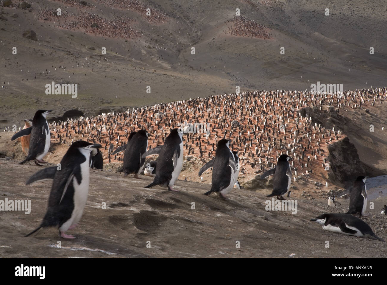 Tens of thousands of nesting Chinstrap penguins cover a hillside on the