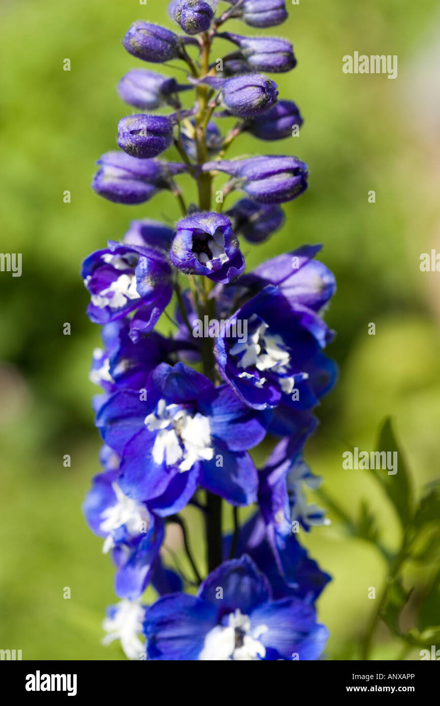 Common name: Delphinium Latin name: Delphinium Stock Photo - Alamy