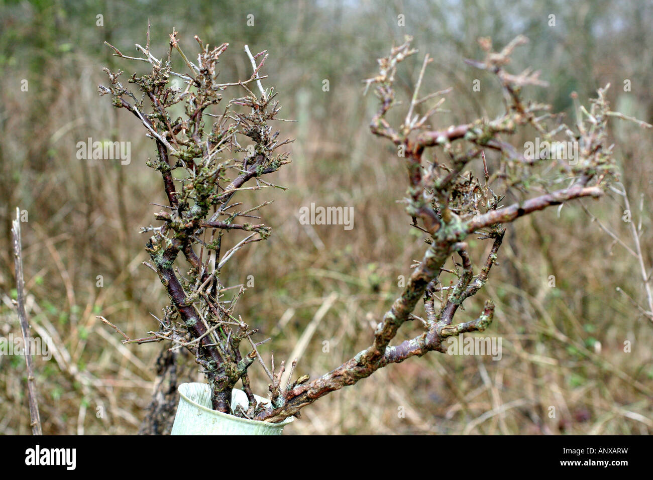 Roe Deer Capreolus capreolus browsing damage to a young Prunus spinosa Blackthorn Stock Photo