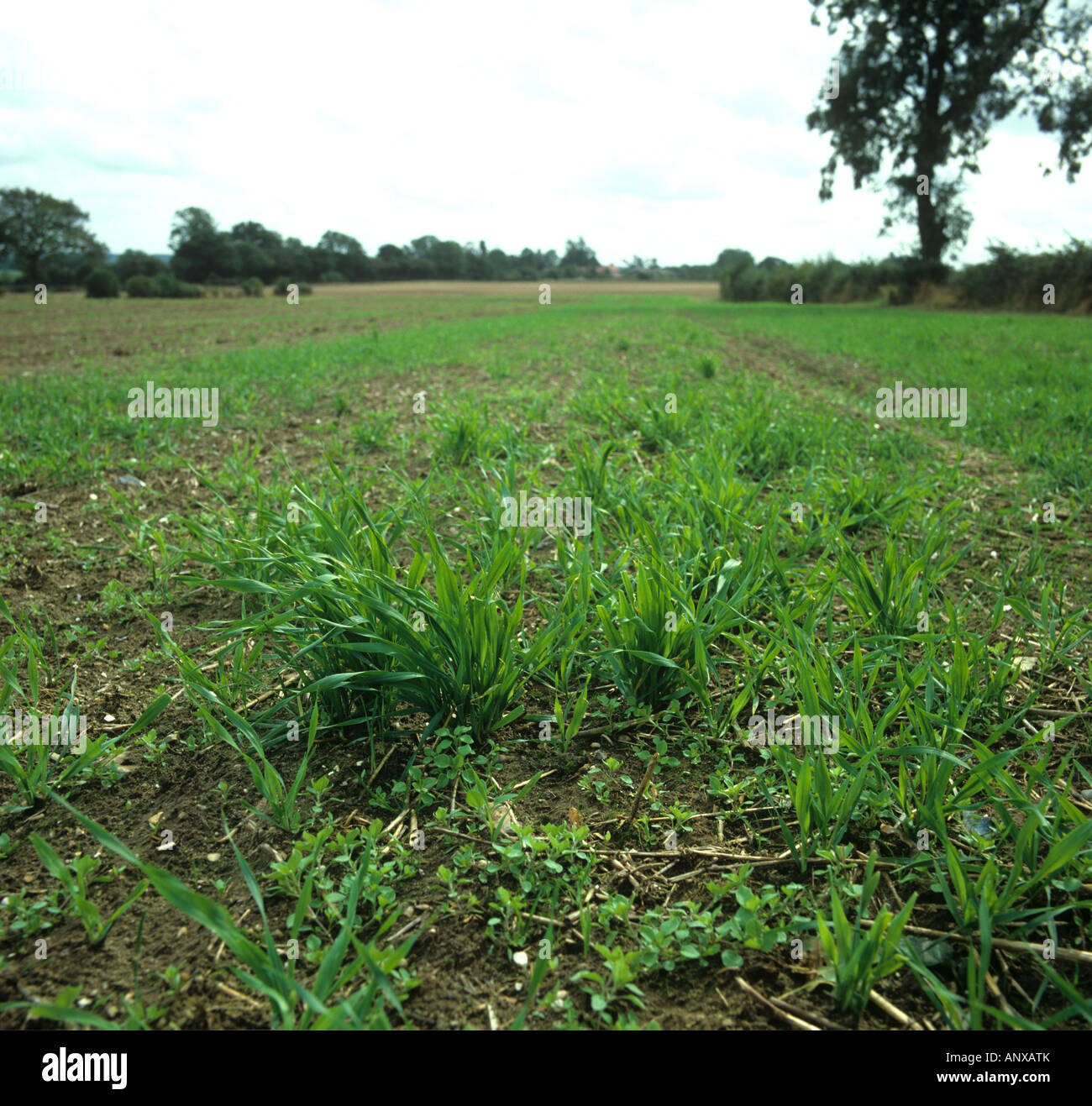Various annual broad leaved weeds volunteer cereals emerging in post harvest rotovated seedbed Stock Photo