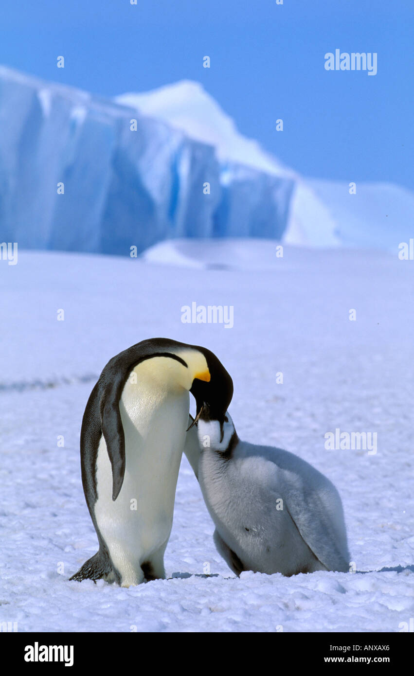 Antarctica, Antarctic Peninsula. Emperor Penguin feeding chick ... Biology Diagrams
