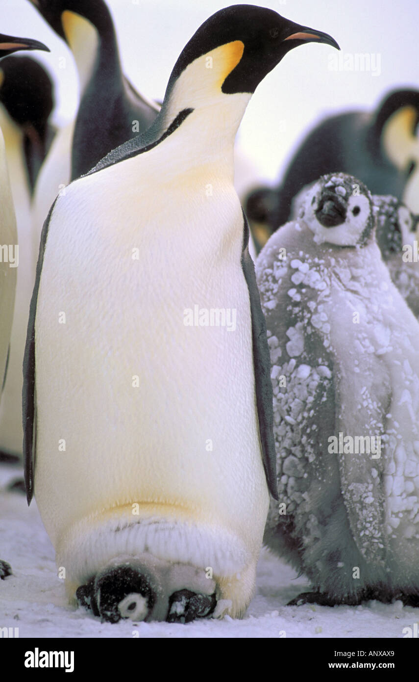 Antarctica, Antarctic Peninsula, Weddell Sea, Atka Bay. Emperor