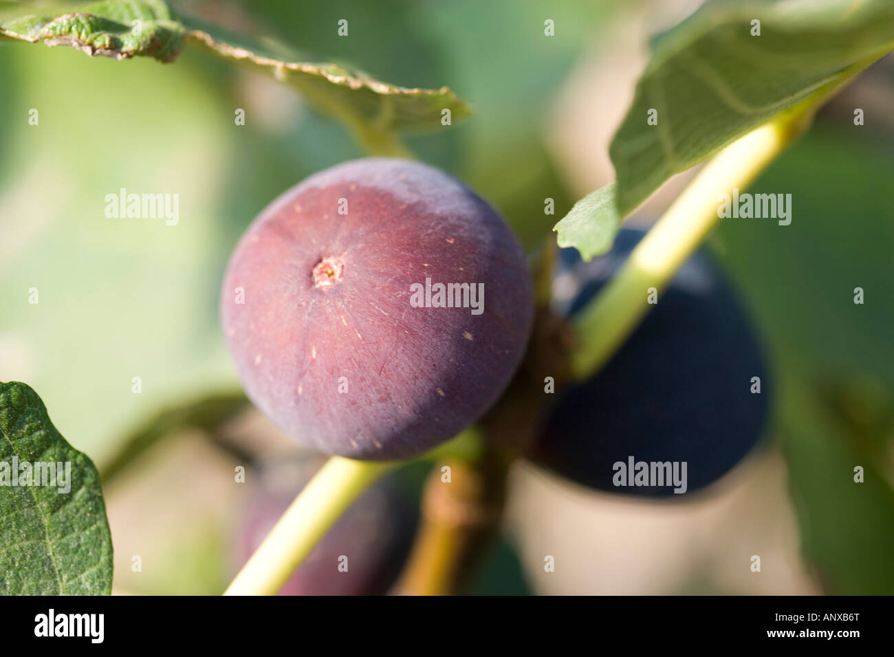 Figs ripening in the sun. COMMON NAME: Figs LATIN NAME: Ficus carica Stock Photo