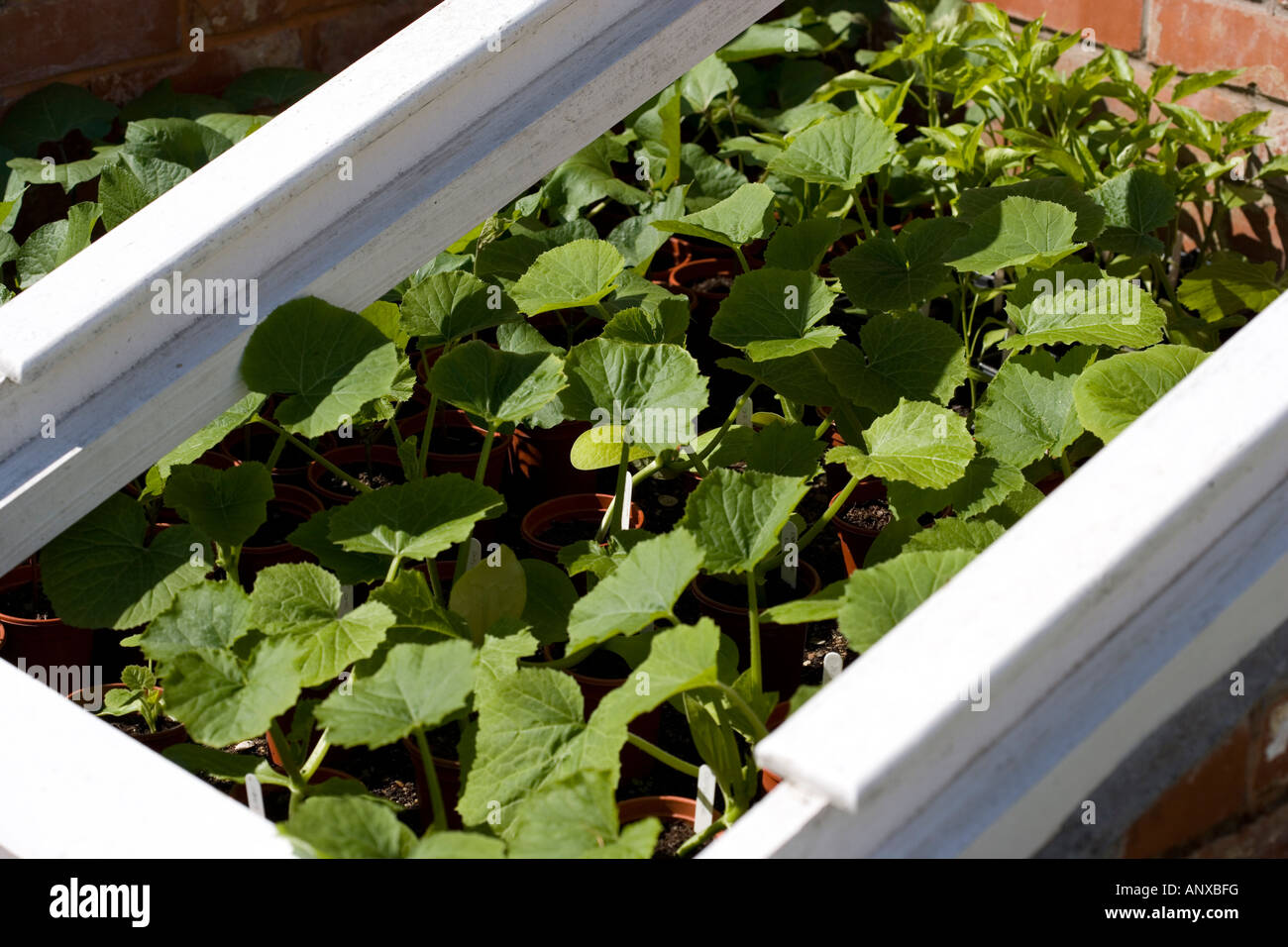 Horticulture Cold Seedlings Young Plants Stock Photos