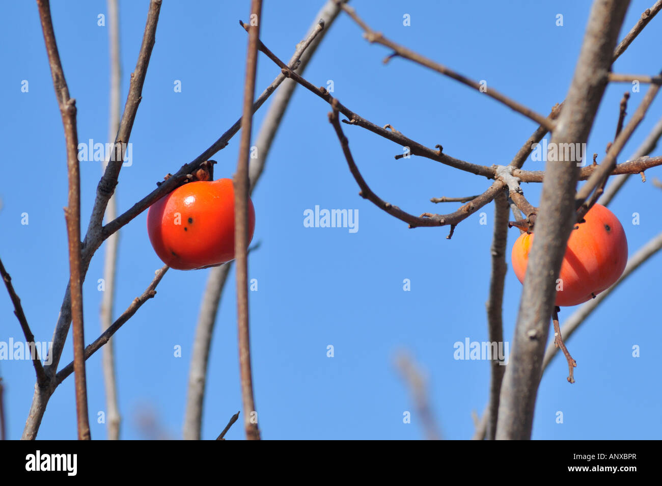 Israel Persimmon trees in a plantation Winter January 2008 Stock Photo