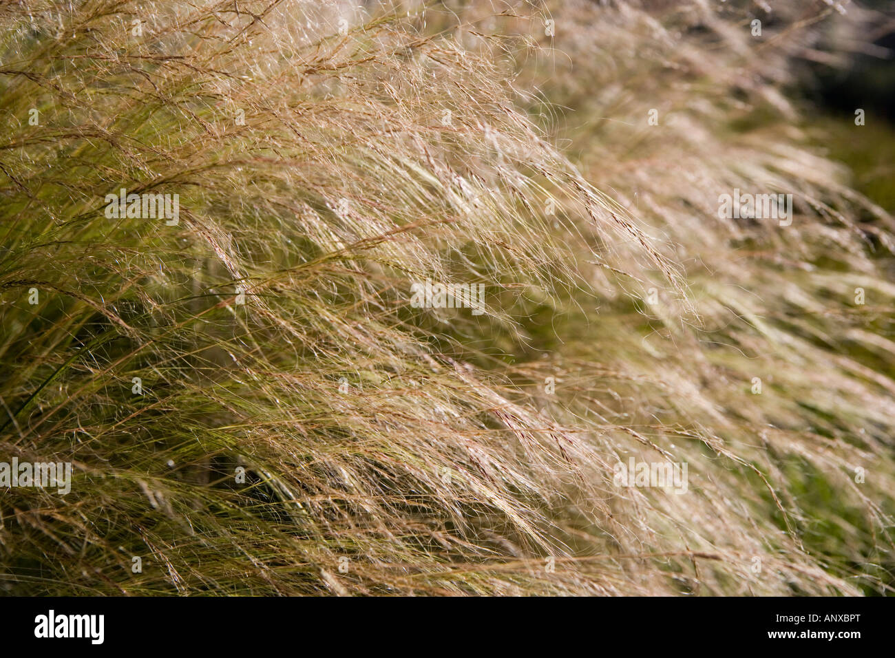 Ornamental grasses Stock Photo
