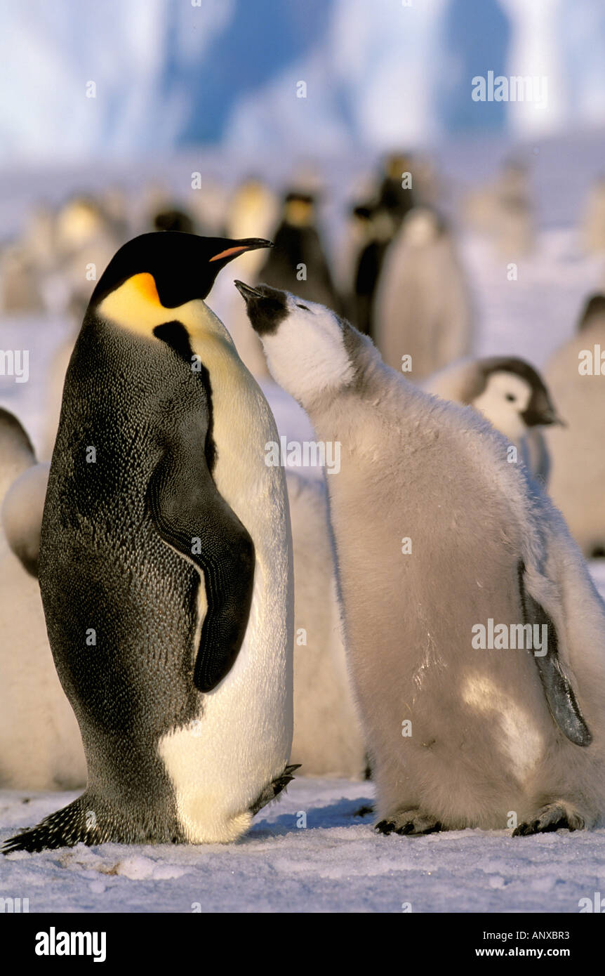 Antarctica, Australian Antarctic Territory, Auster 'EP' Rookery, Emperor Penguins (Aptenodytes forsteri) Stock Photo