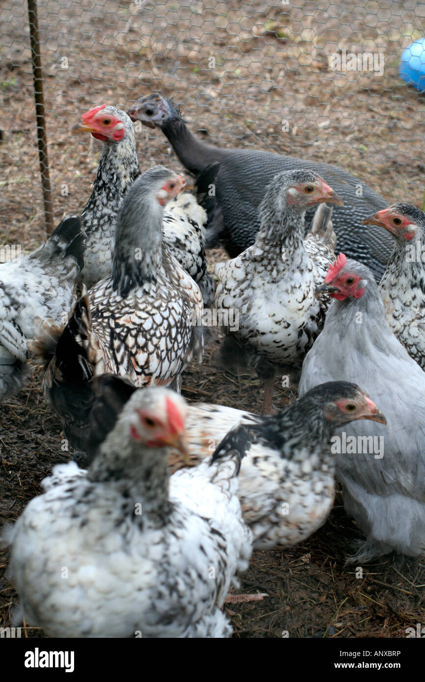 Young pullets and Guinea Fowl on a Devon smallholding Stock Photo
