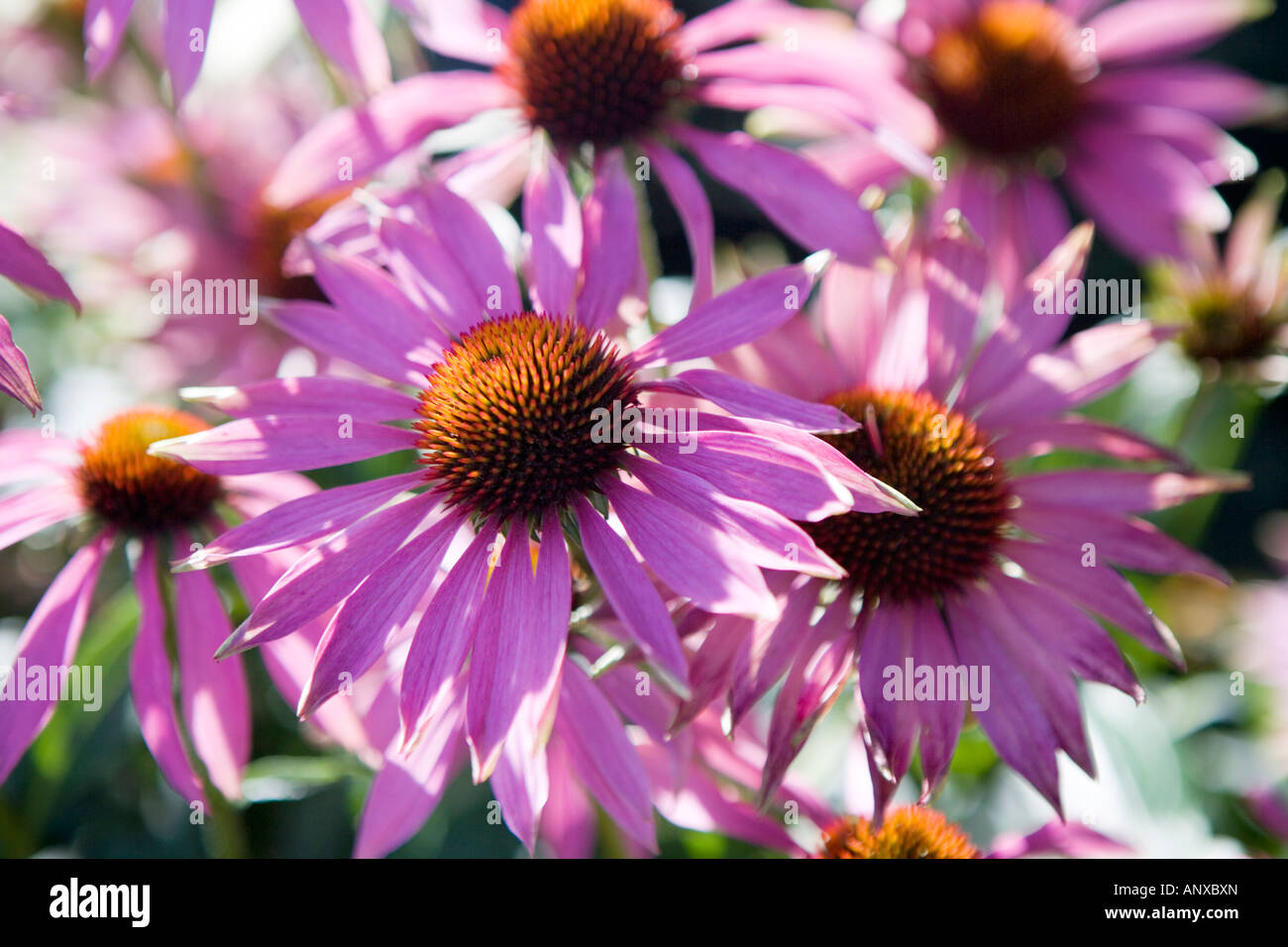 Full frame shot of Echinacea flowers in summer Stock Photo