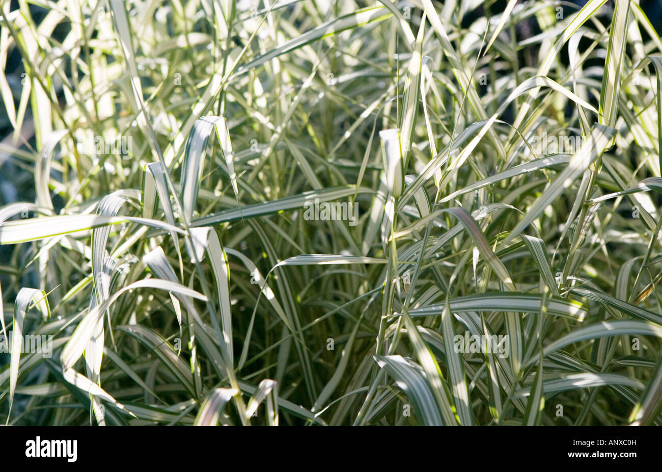 Varigated grasses Stock Photo