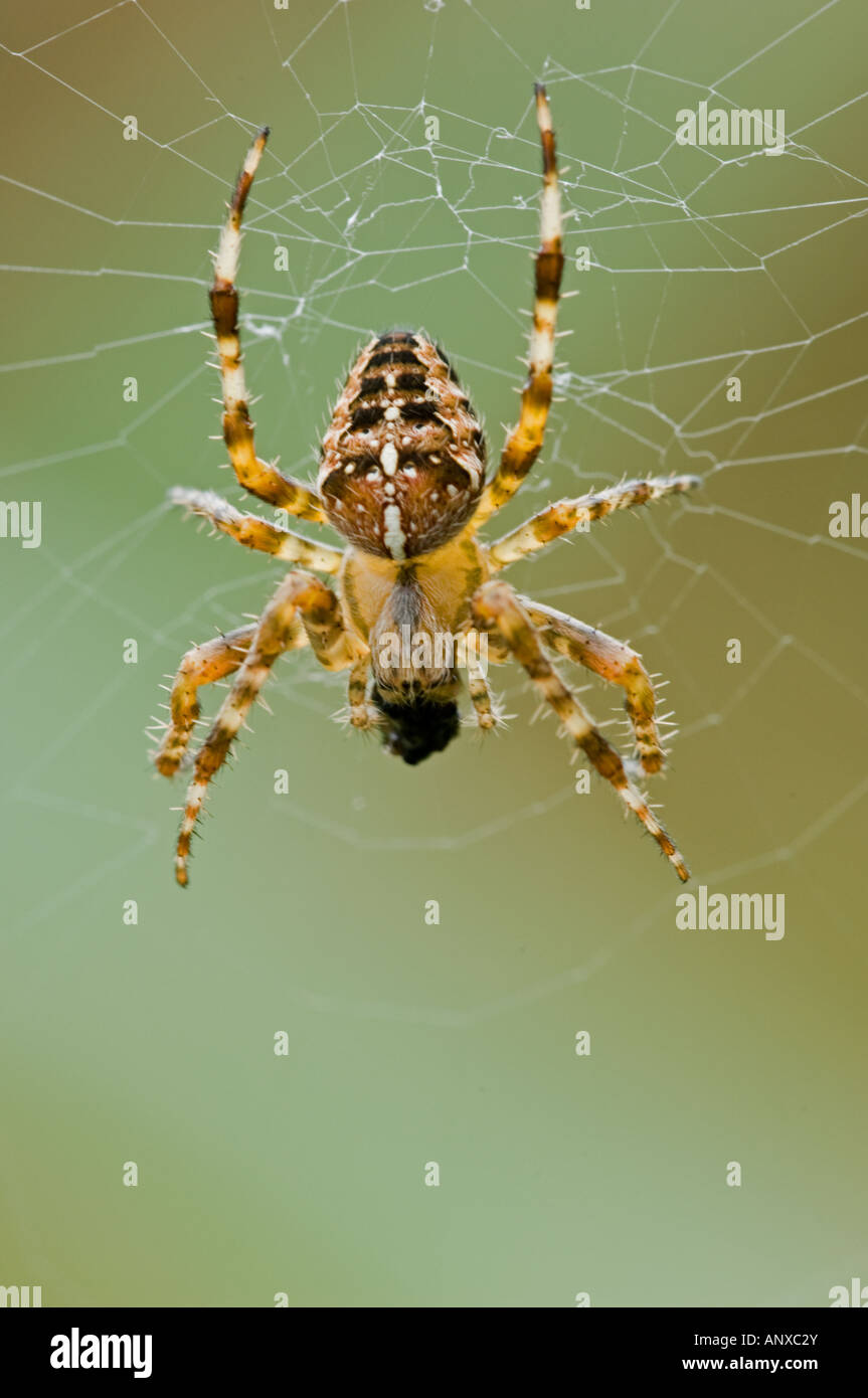 Garden Spider (Araneus diadematus) on web Stock Photo - Alamy