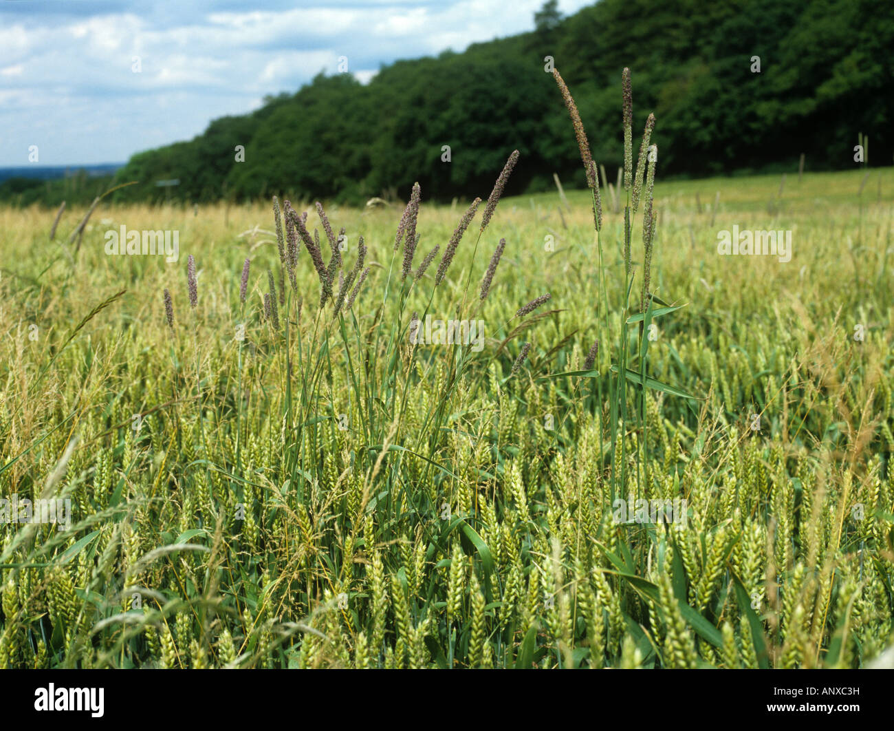 Timothy Phleum pratense flowering grass weed in a wheat crop in green ear Stock Photo