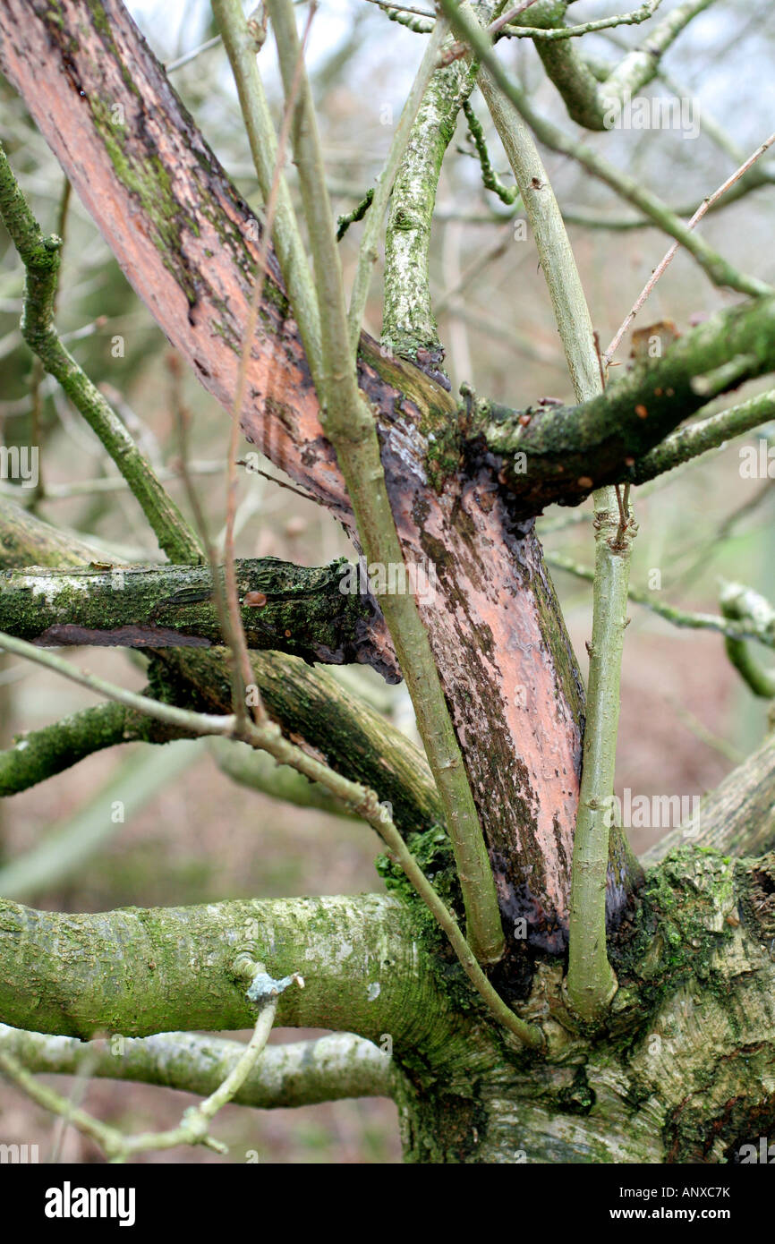 Grey Squirrel damage Sciuruis caroliniensis damage to a young Oak Quercus robur has resulted in complete death of the main stem Stock Photo