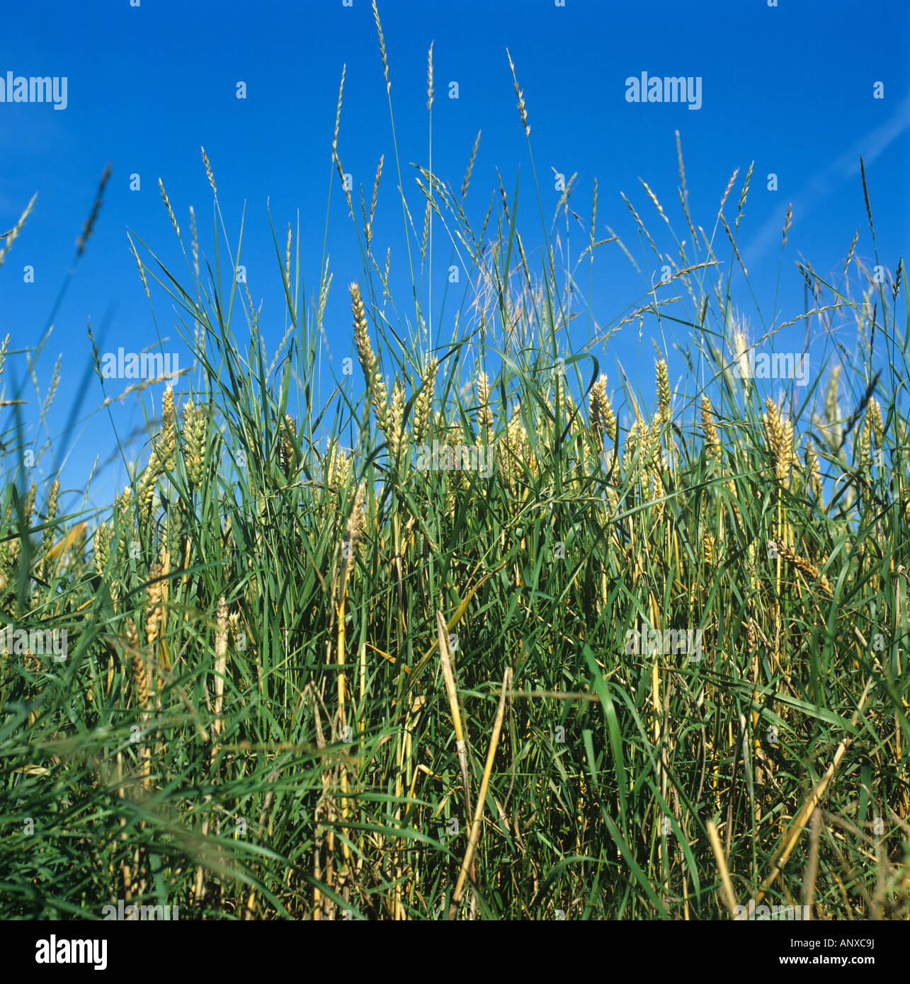 Couch Agropyron repens perennial grass weeds in flowerr in a ripe wheat crop Stock Photo