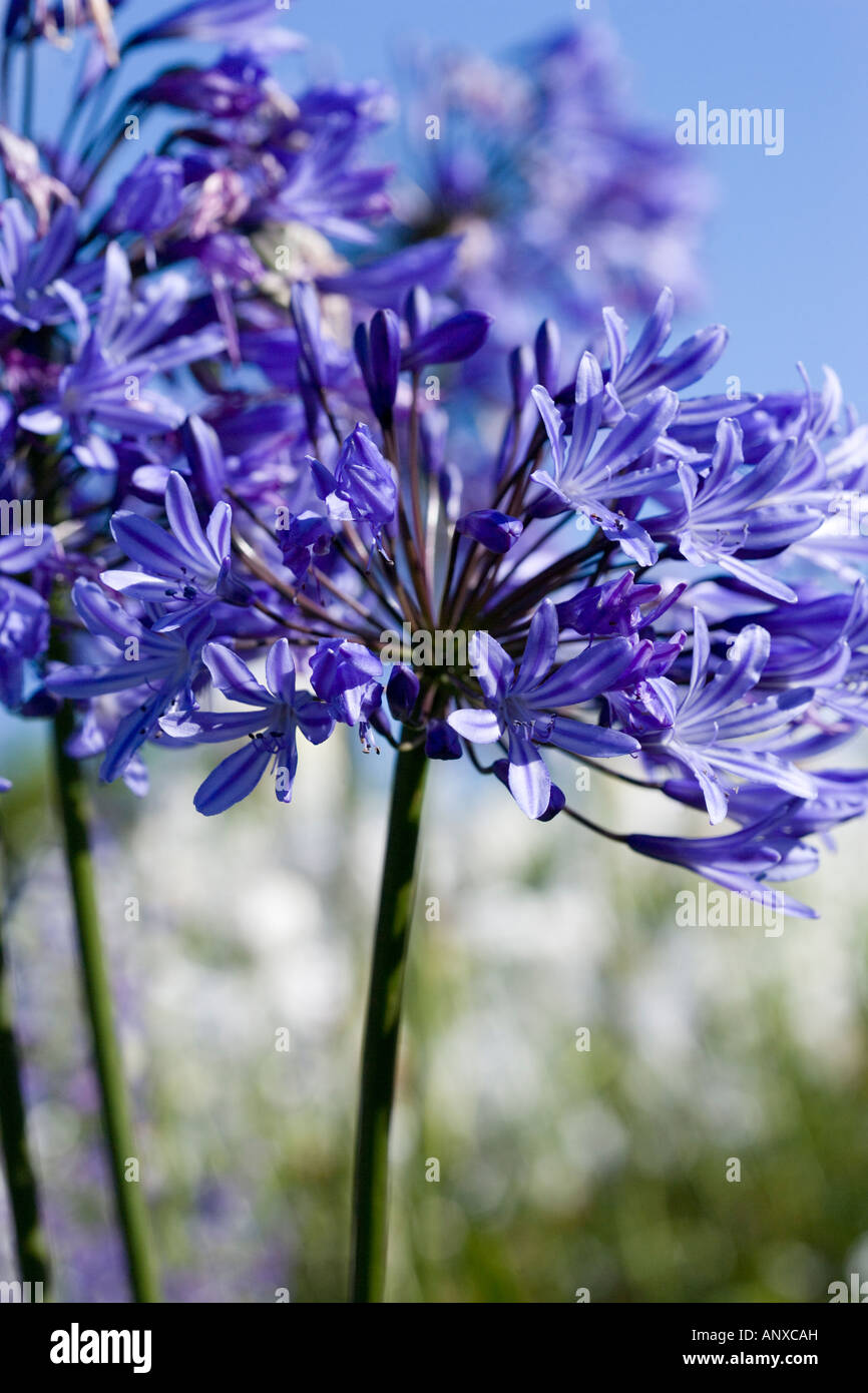 Flowering Agapanthus (African Lily) Stock Photo