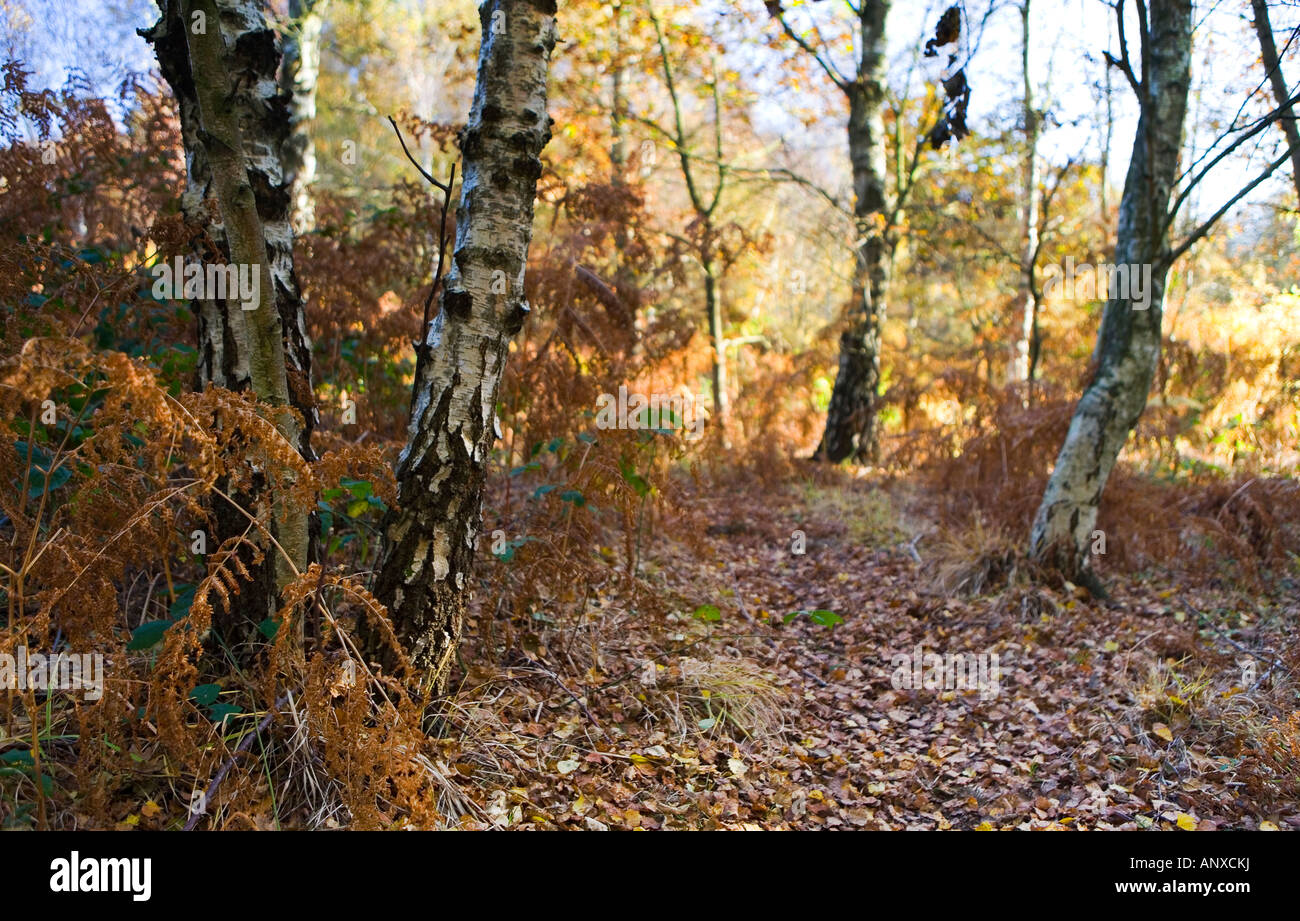 SIlver birch trees in Autumn in an english woodland Stock Photo