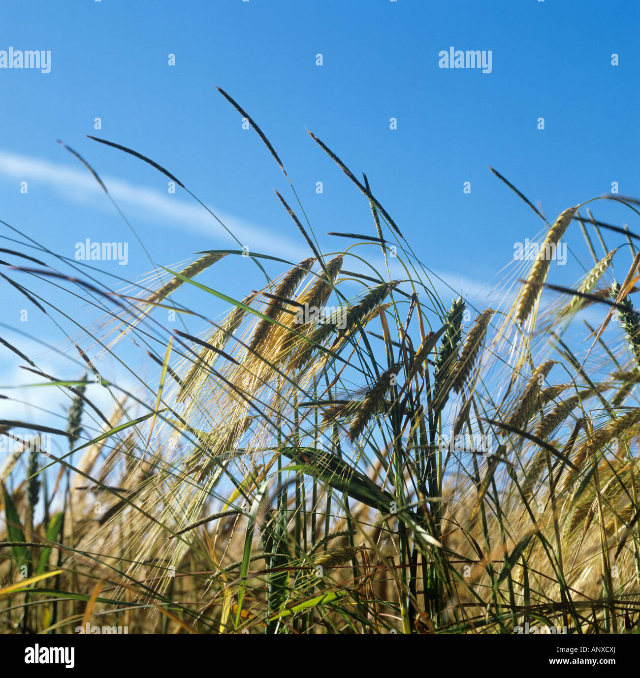 Flowering seeding spikes of blackgrass Alopecurus myosuroides annnual grass weeds in barley Stock Photo