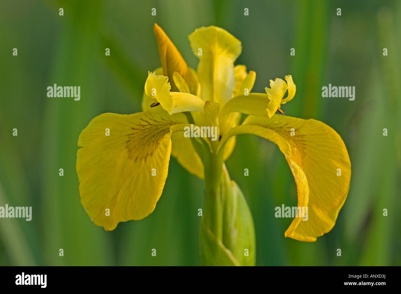 Yellow Iris Iris Pseudacorus Stock Photo Alamy
