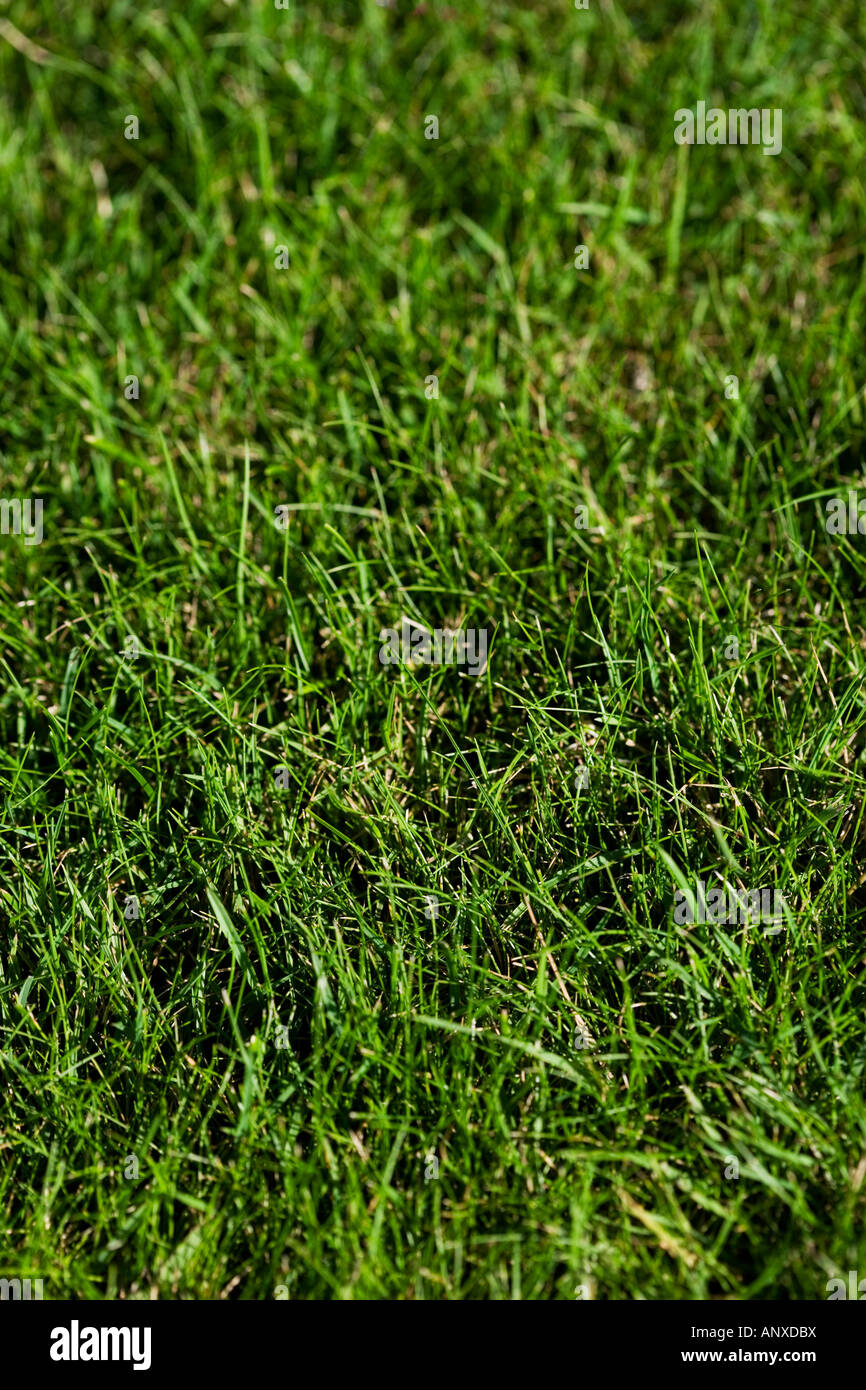 Grass lawn Stock Photo