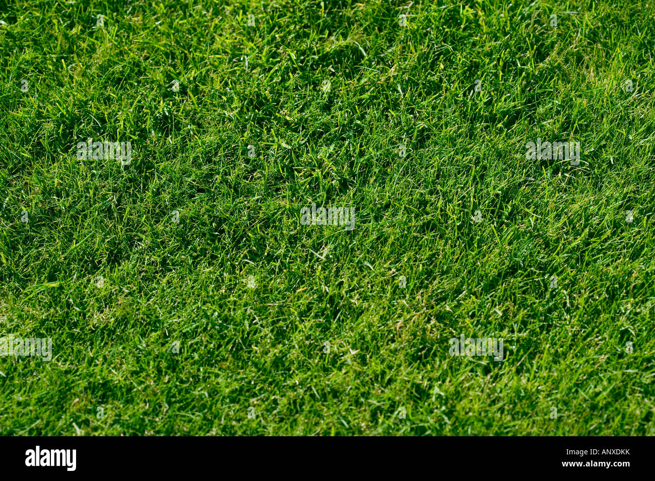 Manicured lawn Stock Photo