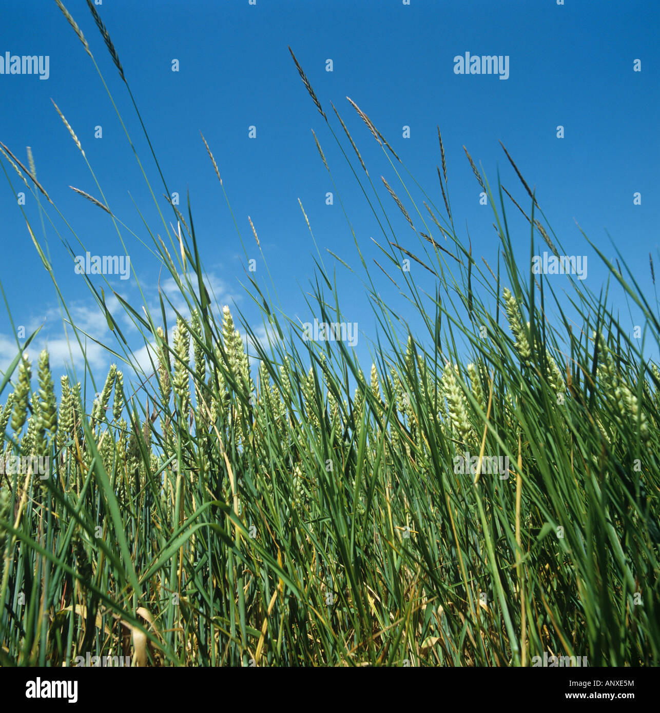 Flowering couch Agropyron repens perennial grass weeds in a wheat crop in ear Stock Photo