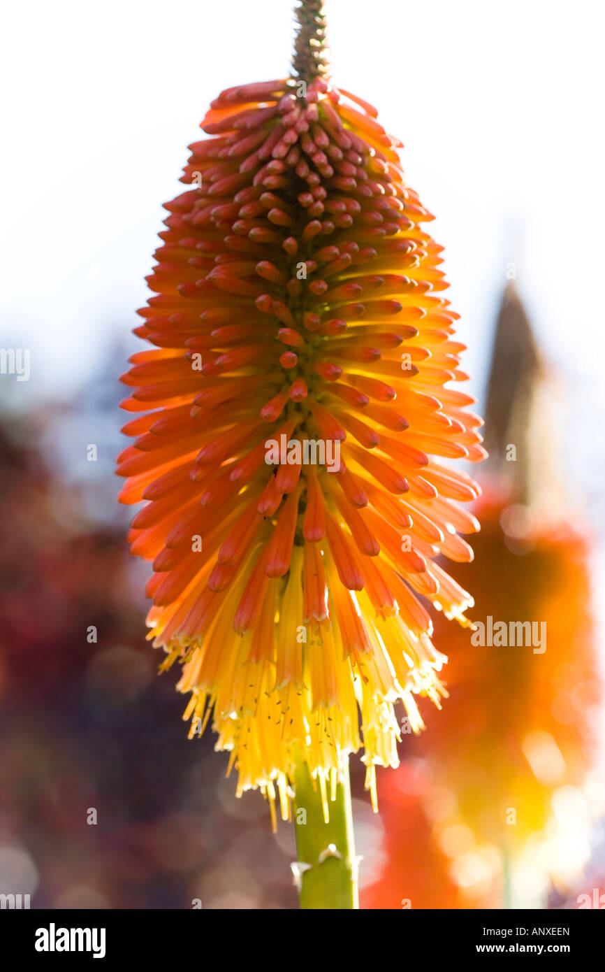 Red hot pokers - kniphofia Stock Photo