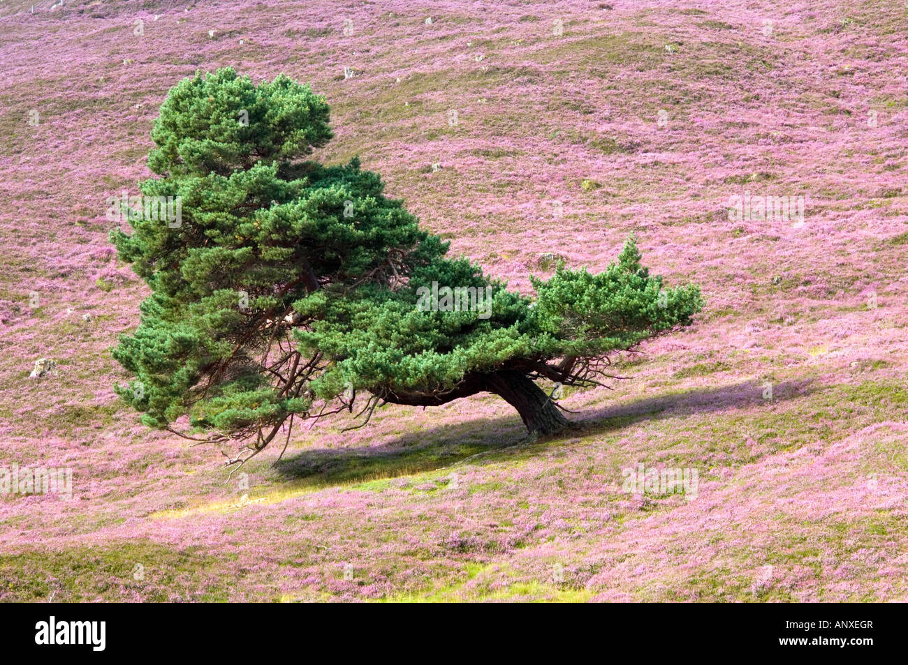 Scots pine tree, shaped by prevailing wind, growing on a flowering heather moor in the Cairngorms, Scotland. Stock Photo