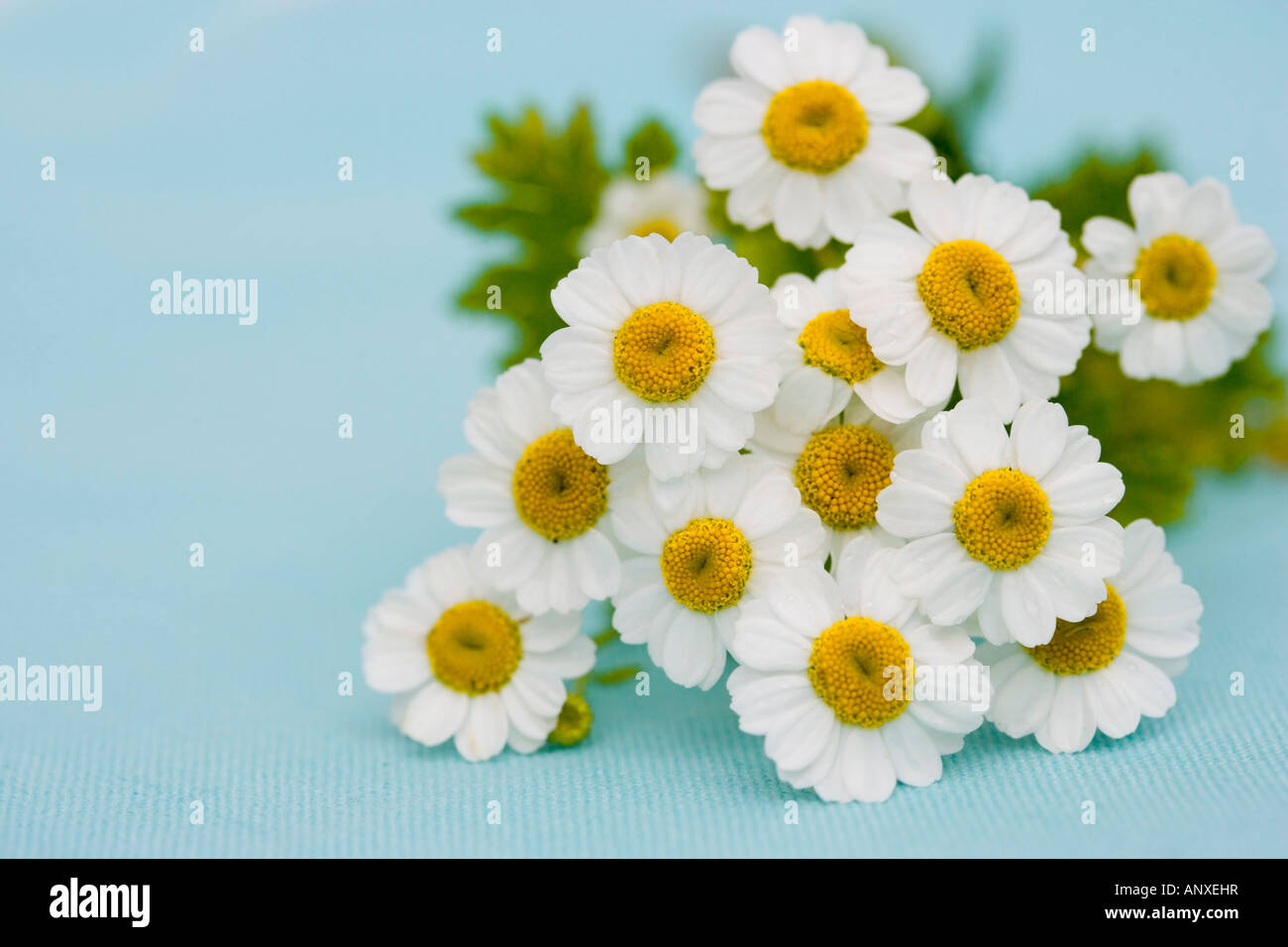 Daisies - feverfew flowers shot against a blue linen backddrop Stock Photo